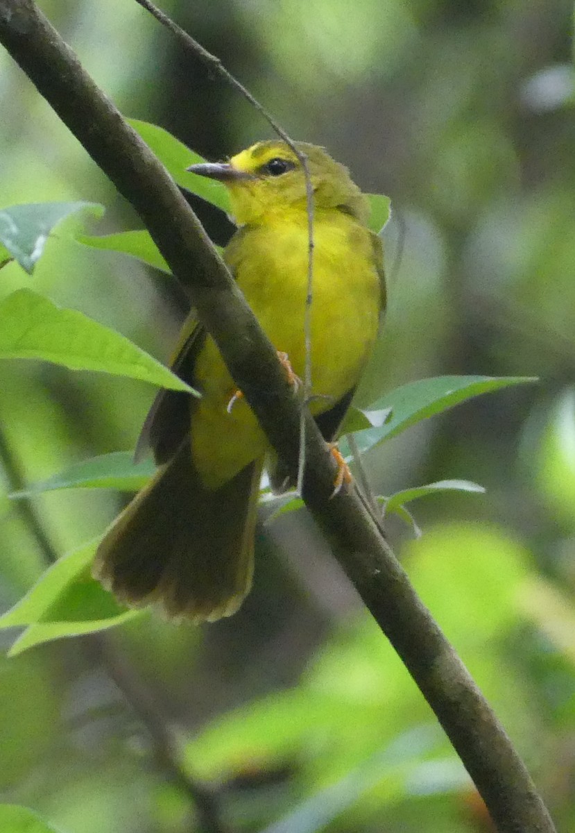 Flavescent Warbler - ML620211687