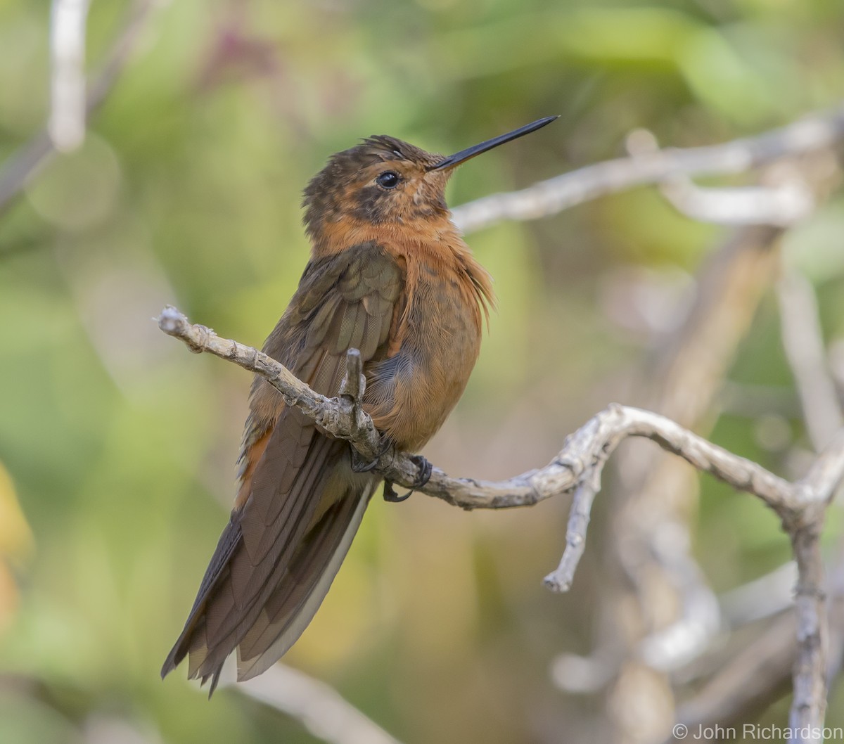 kolibřík duhovohřbetý - ML620211689
