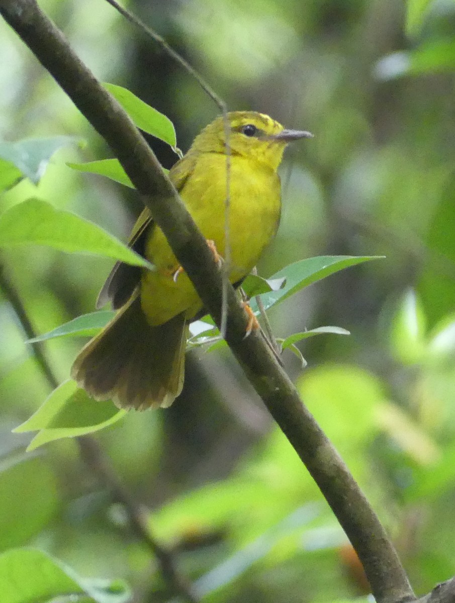 Flavescent Warbler - ML620211706