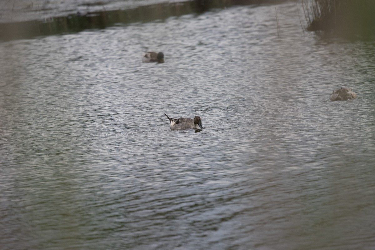 Northern Pintail - ML620211708