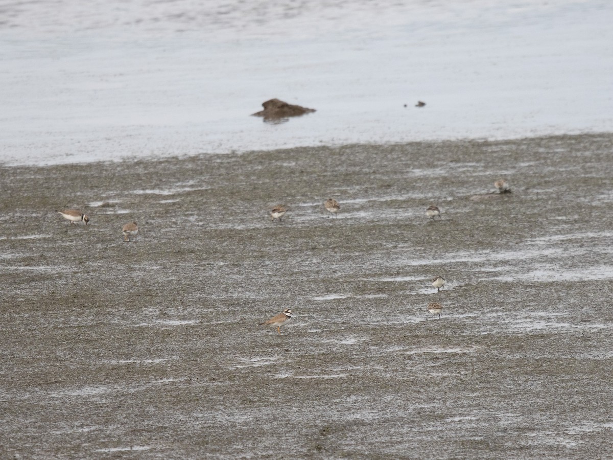 Semipalmated Plover - ML620211712