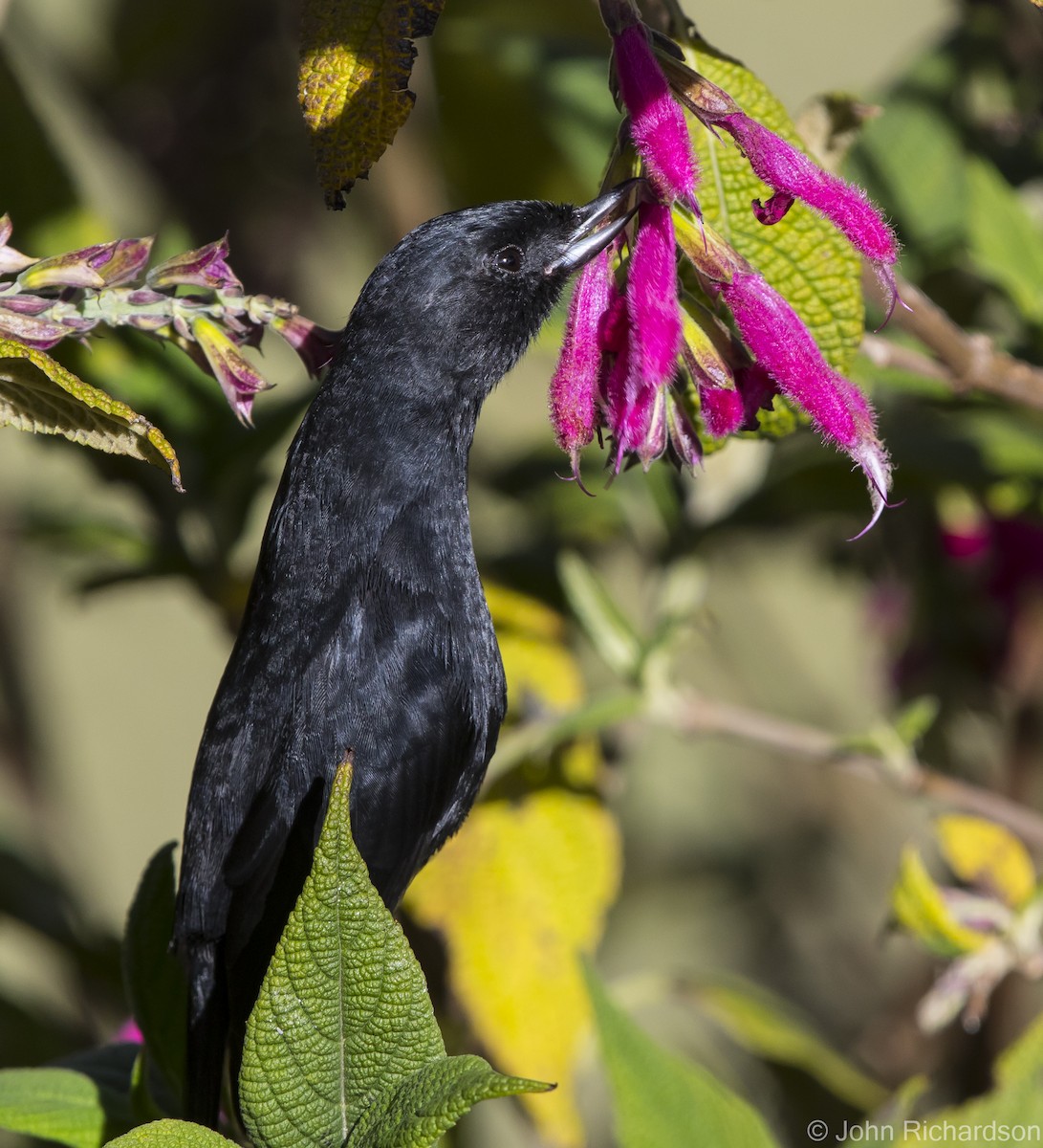 White-sided Flowerpiercer - ML620211715