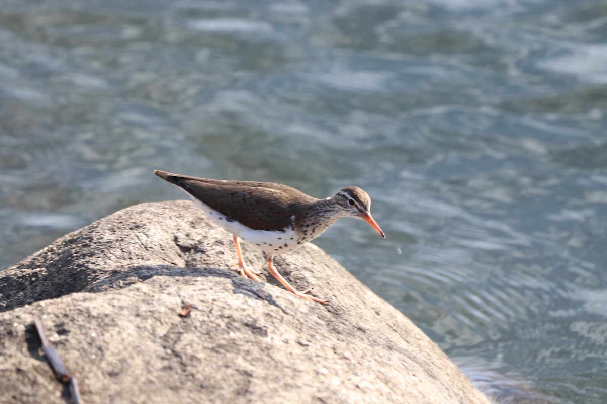 Spotted Sandpiper - ML620211718