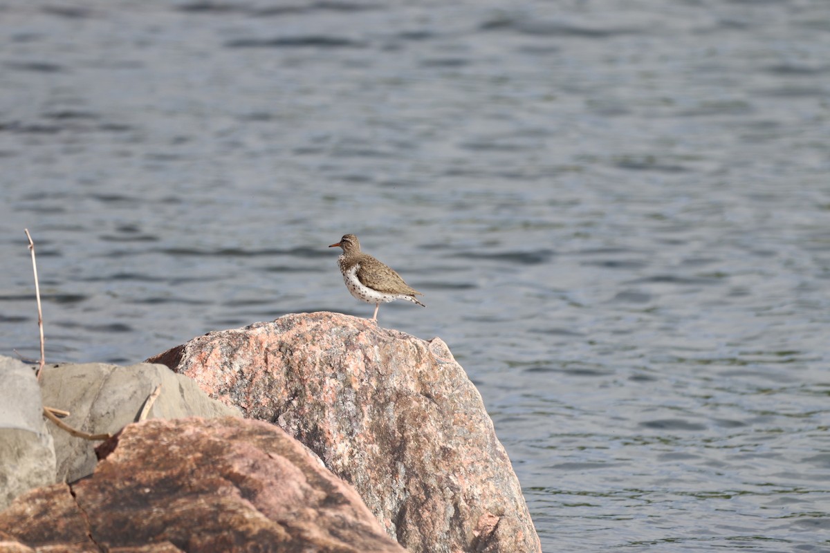 Spotted Sandpiper - ML620211720