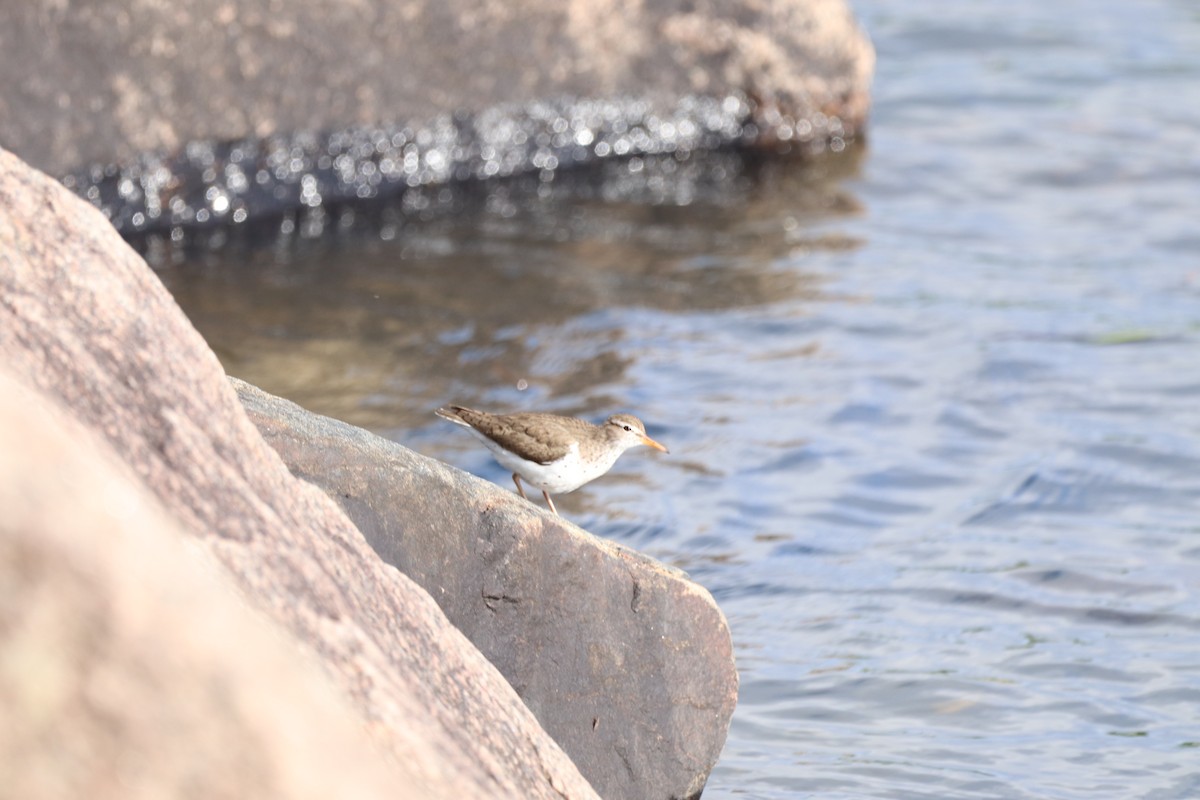 Spotted Sandpiper - ML620211721