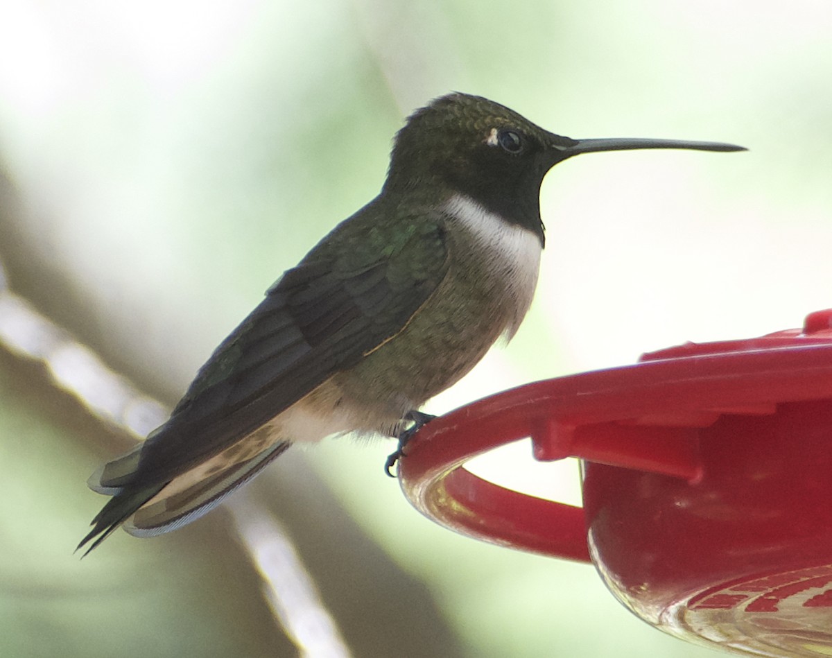 Black-chinned Hummingbird - ML620211727