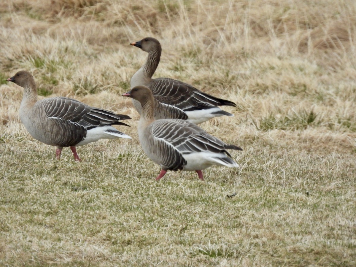 Pink-footed Goose - ML620211730