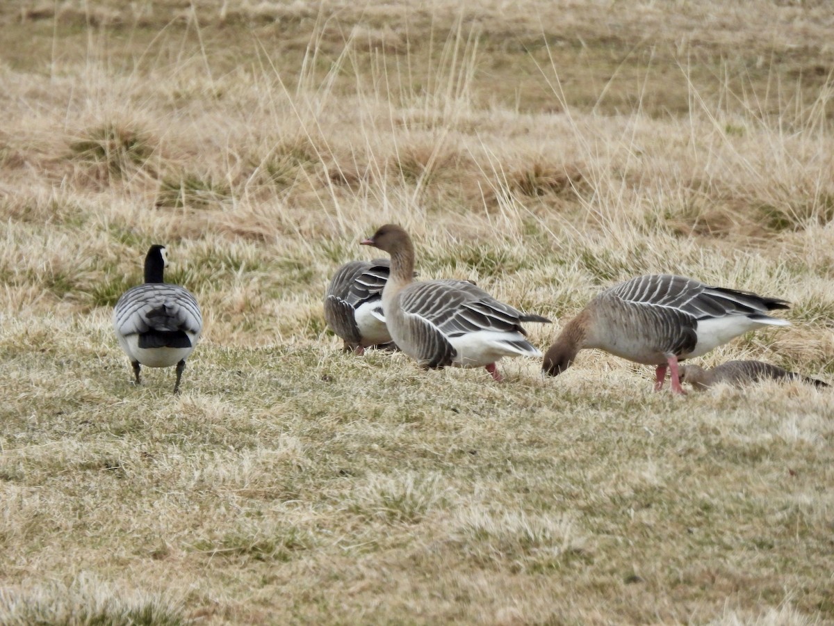 Pink-footed Goose - ML620211731