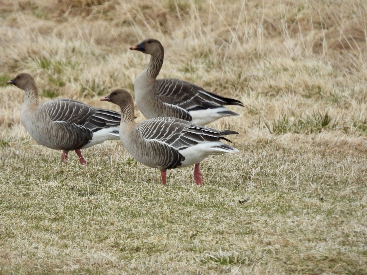 Pink-footed Goose - ML620211732