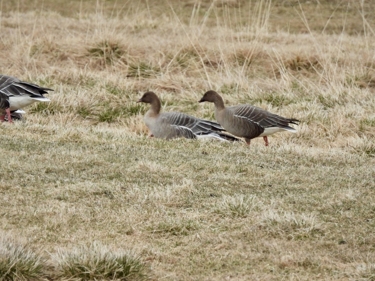 Pink-footed Goose - ML620211733