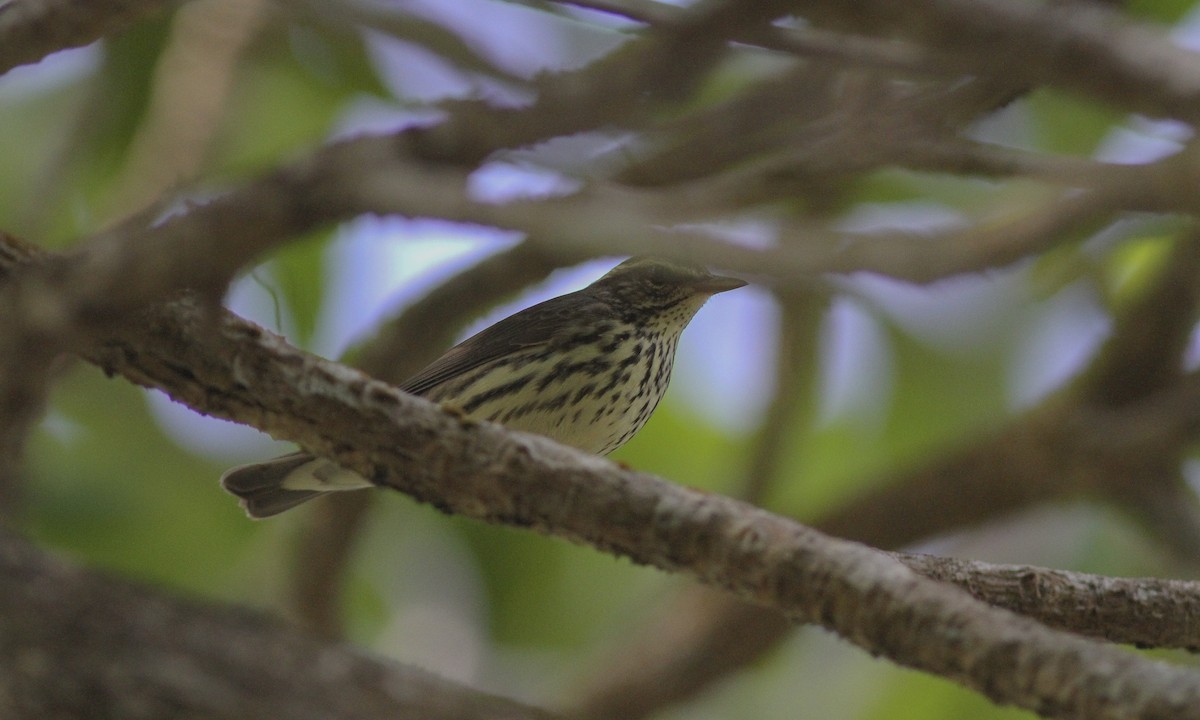 Northern Waterthrush - ML620211735