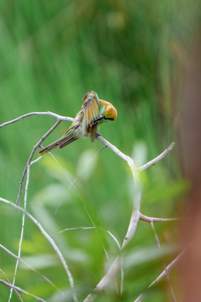 Asian Green Bee-eater - ML620211748