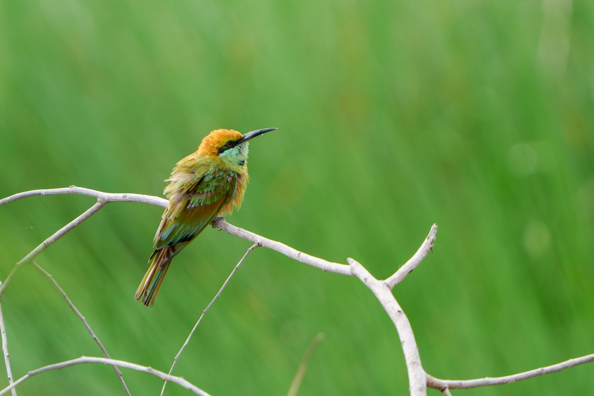 Asian Green Bee-eater - ML620211749