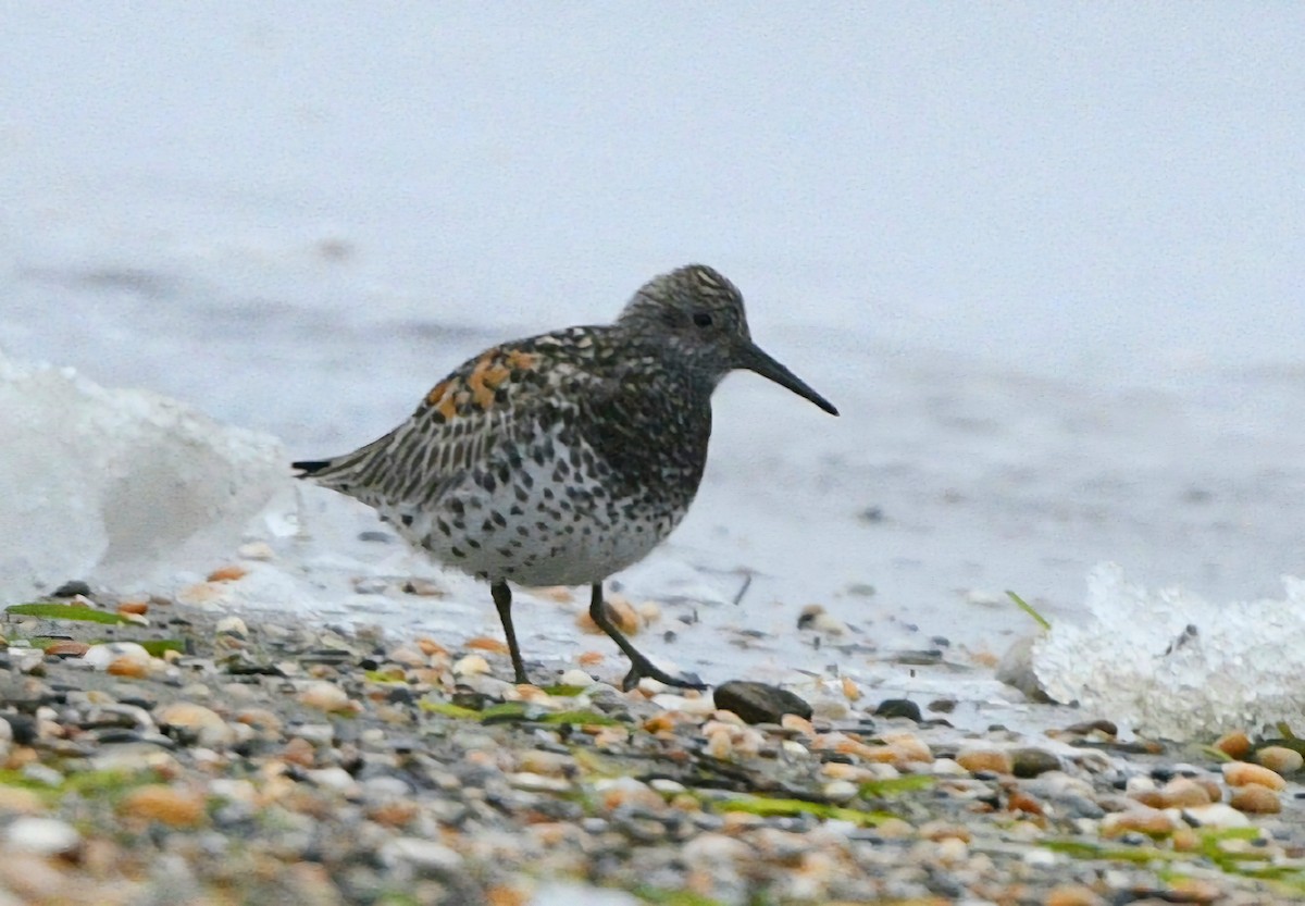 Great Knot - ML620211750