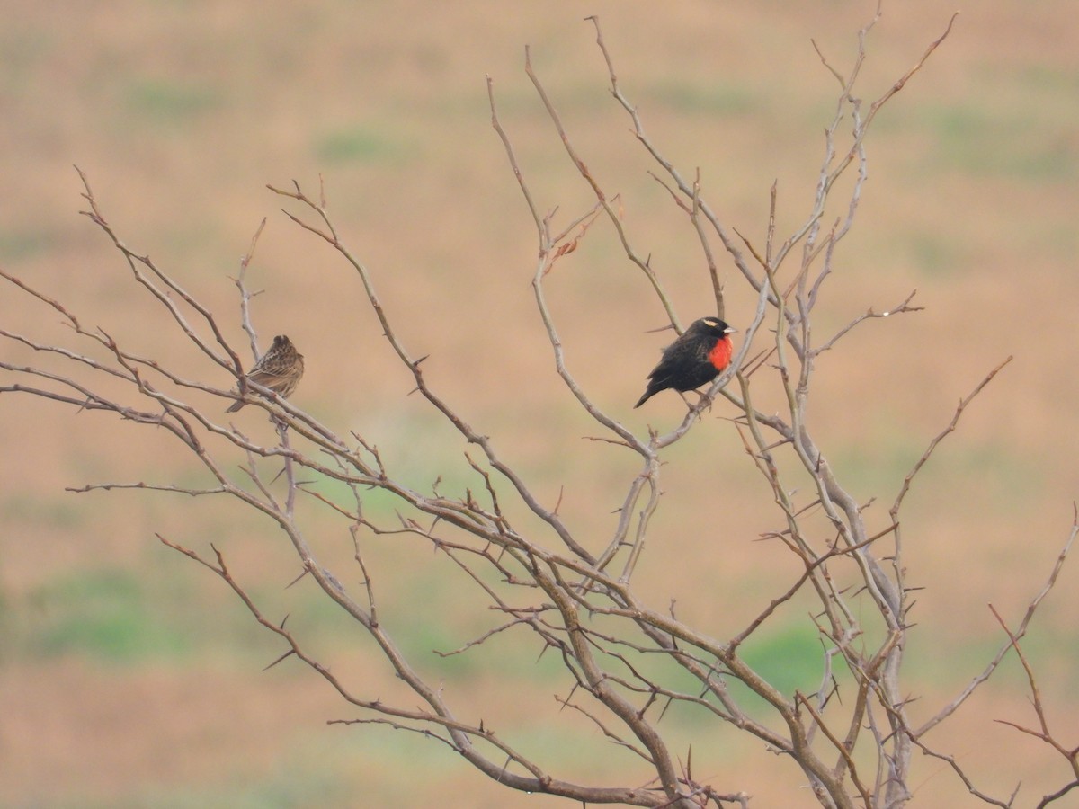 White-browed Meadowlark - ML620211752