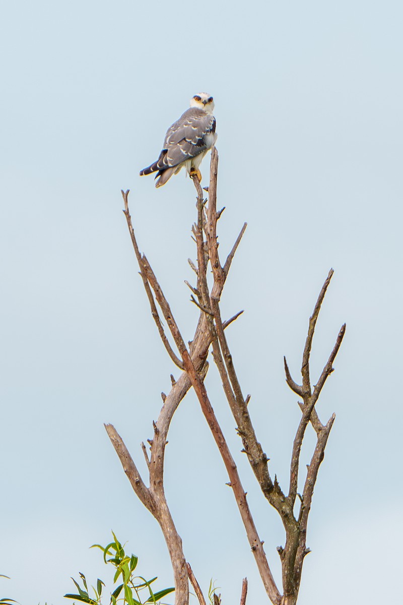 Black-winged Kite - ML620211757