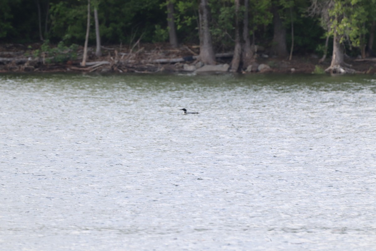 Common Loon - ML620211766