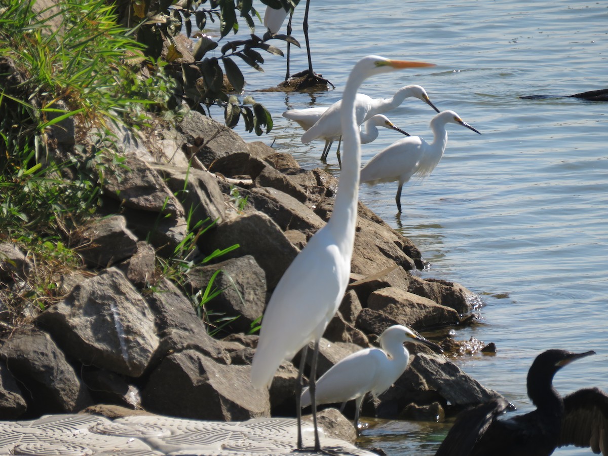 Great Egret - ML620211776