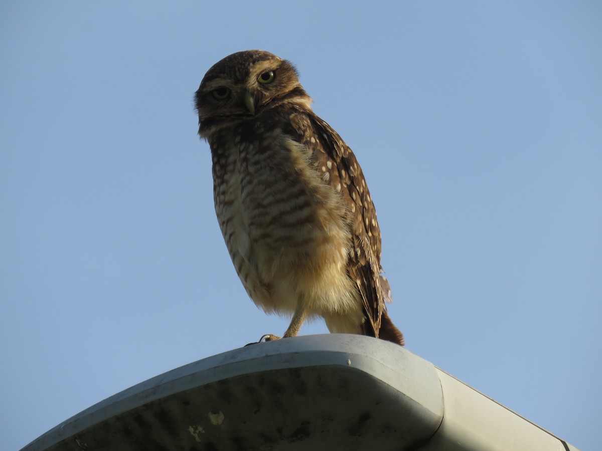 Burrowing Owl - ML620211782