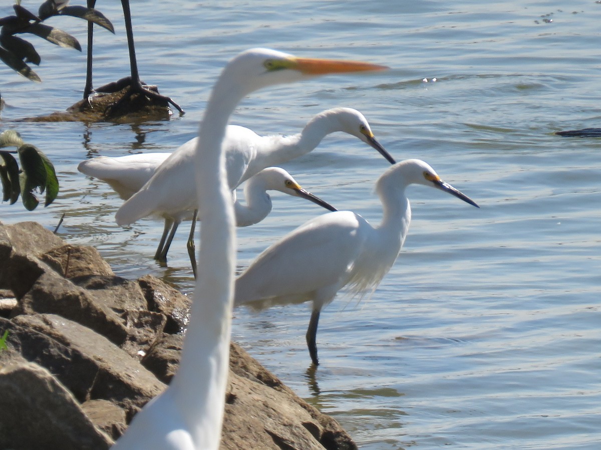 Snowy Egret - ML620211795