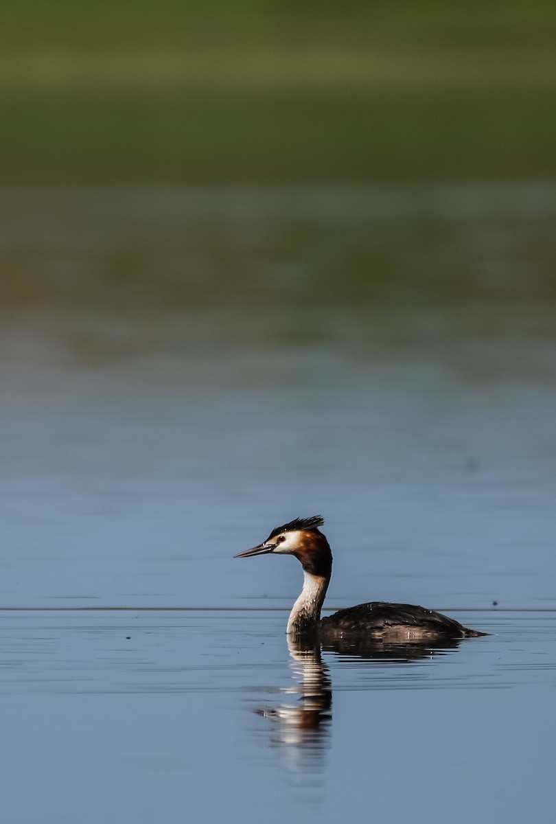 Great Crested Grebe - ML620211796