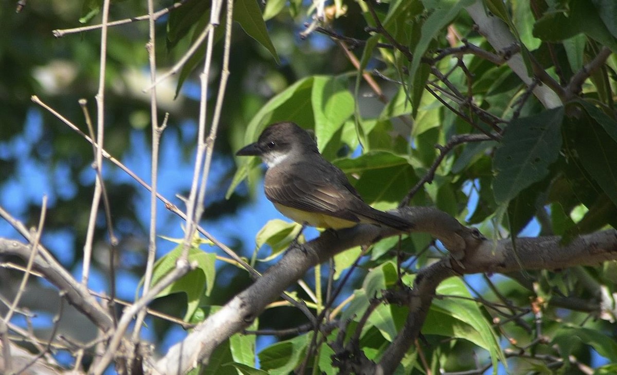 Dickschnabel-Königstyrann - ML620211798