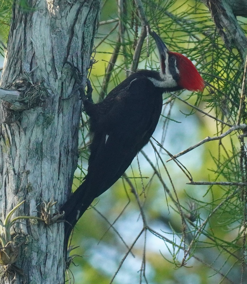 Pileated Woodpecker - ML620211801