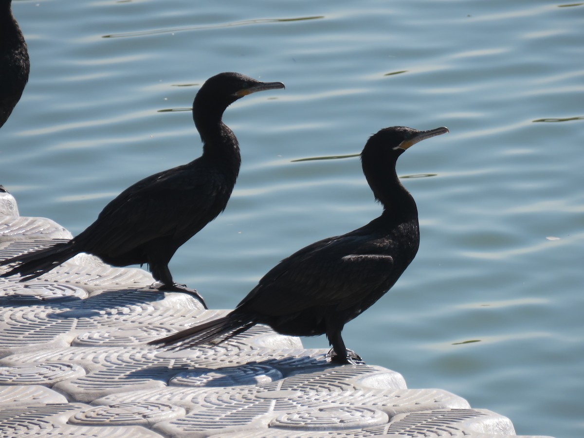 Neotropic Cormorant - ML620211806