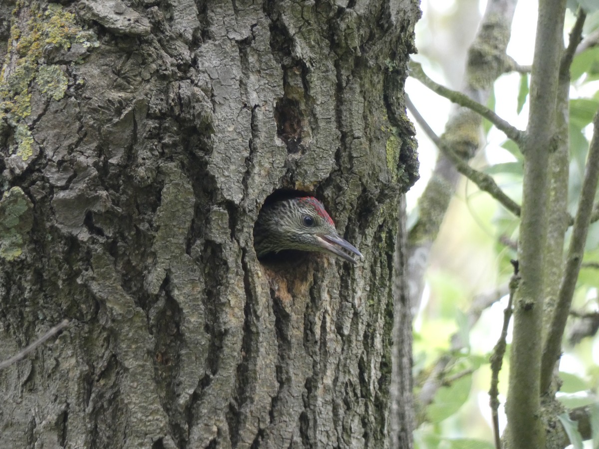 Eurasian Green Woodpecker - ML620211814