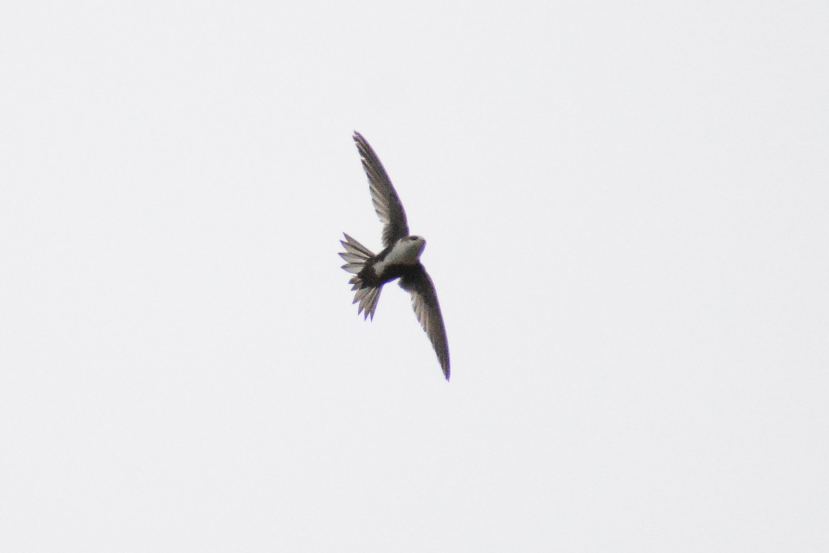 White-throated Swift - ML620211815