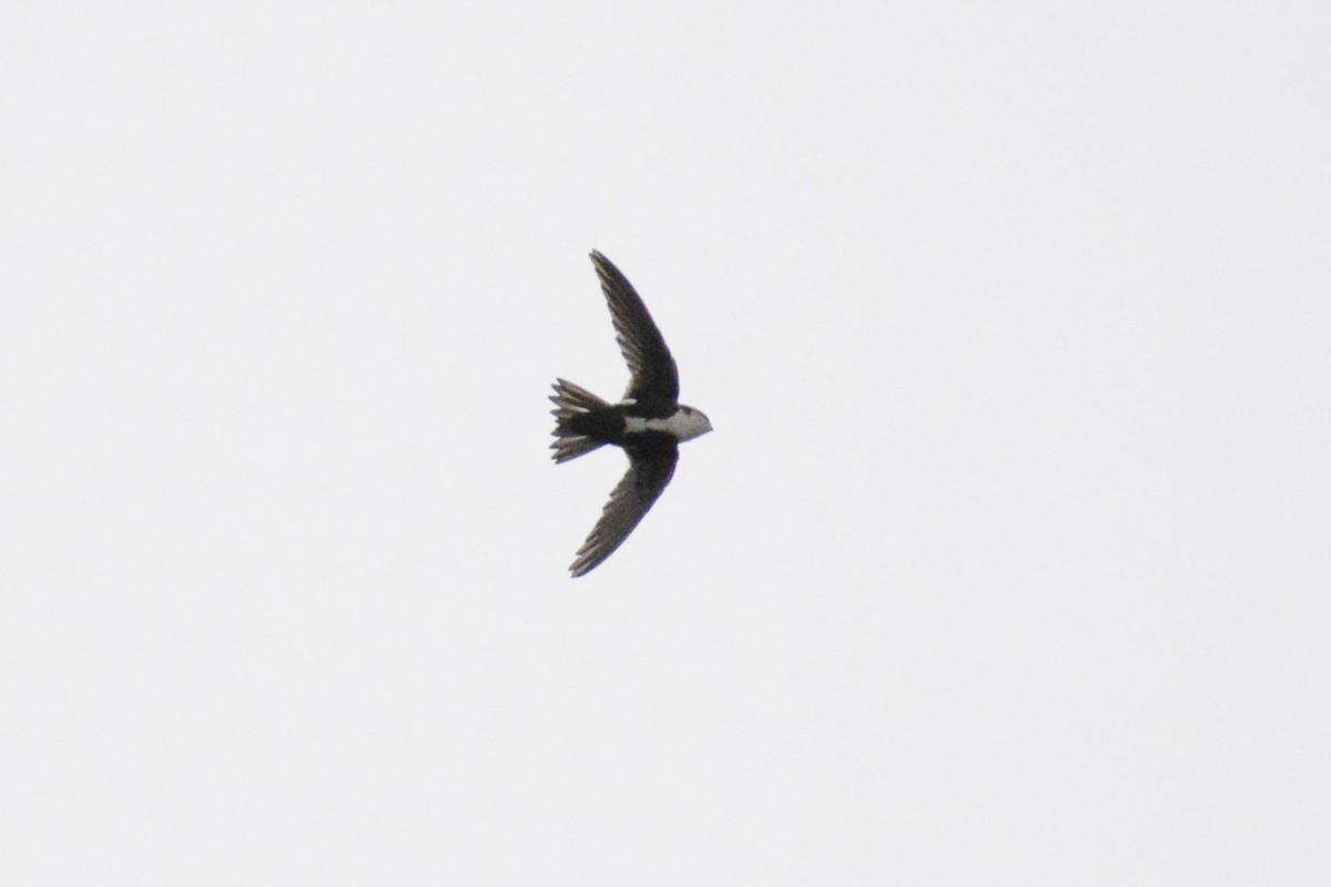 White-throated Swift - ML620211816