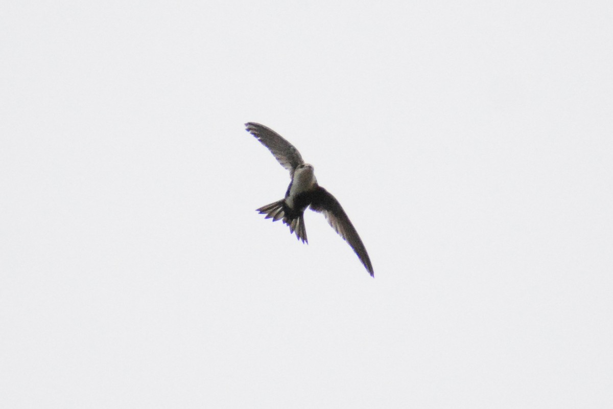 White-throated Swift - ML620211818