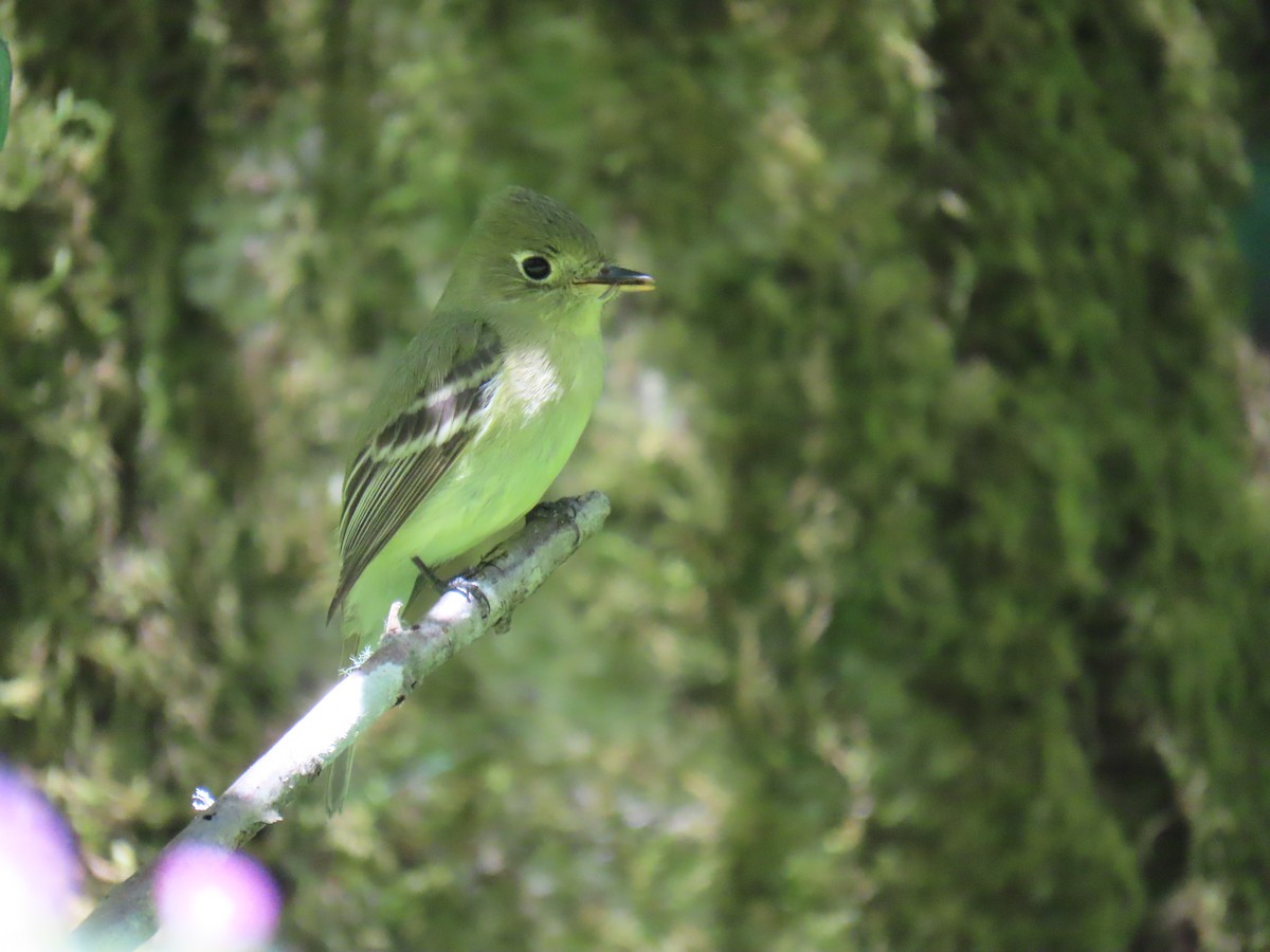 Western Flycatcher (Pacific-slope) - ML620211823