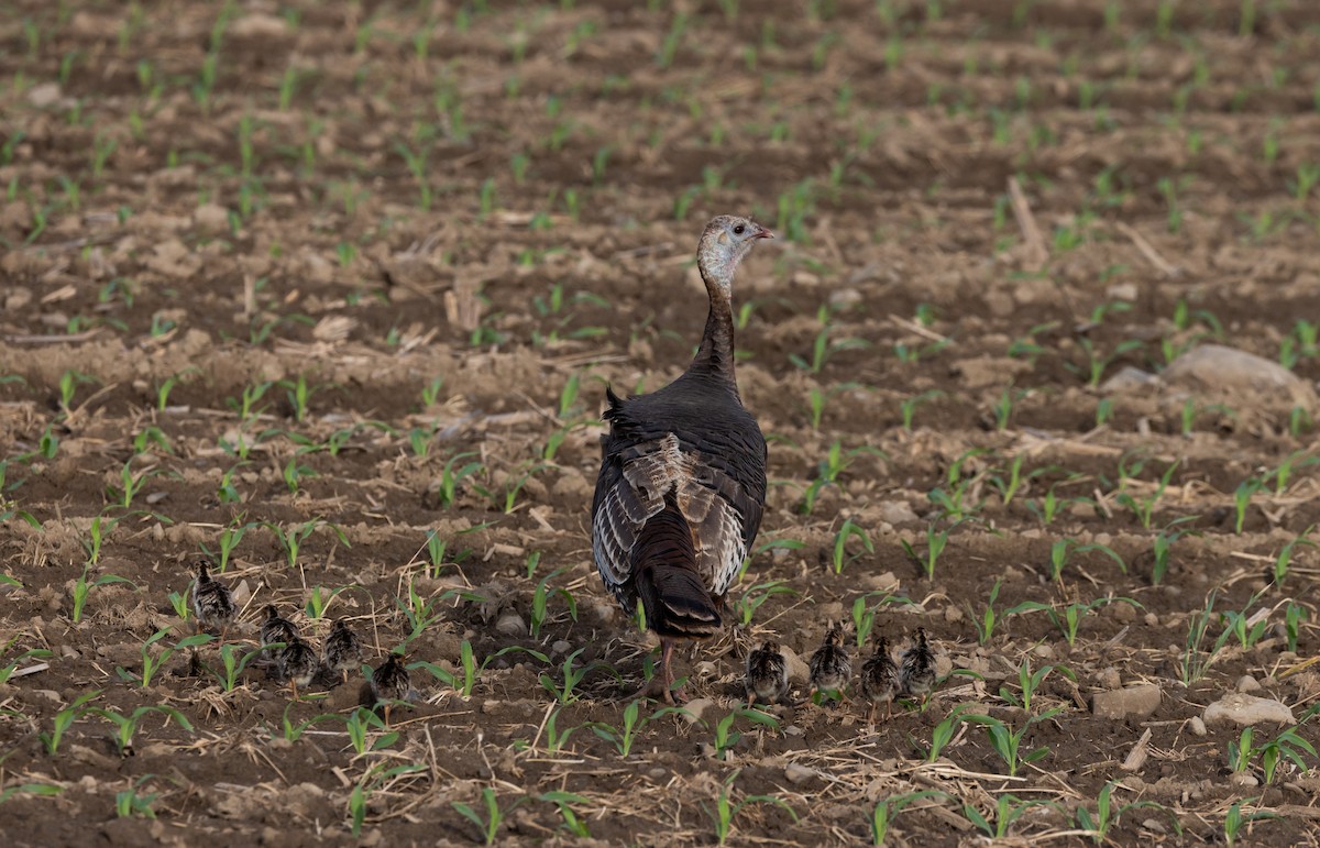 Wild Turkey - ML620211830