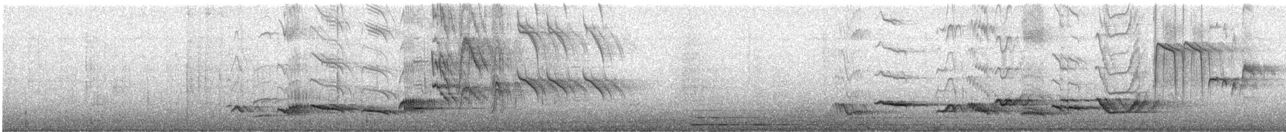 Zozo arrunta - ML620211832