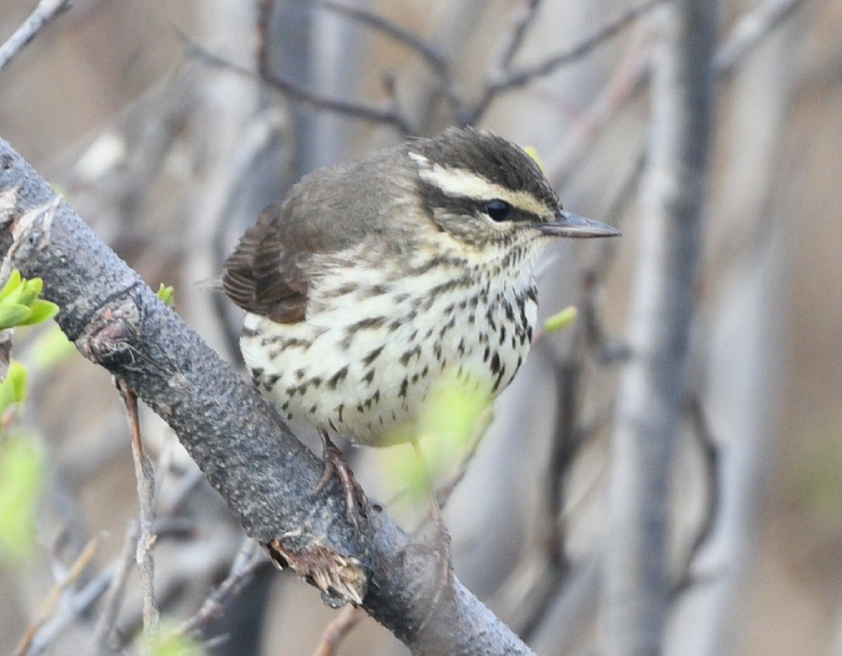 Northern Waterthrush - ML620211842