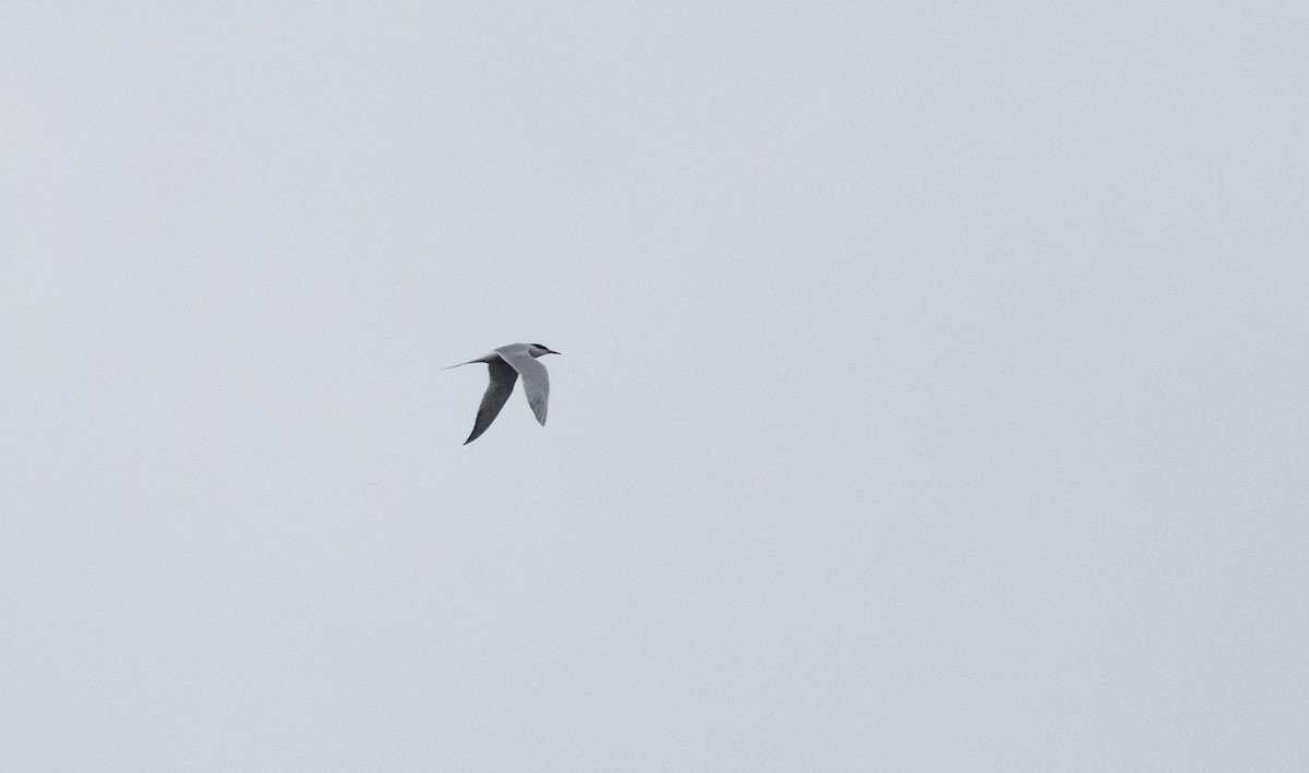 Common Tern - ML620211875