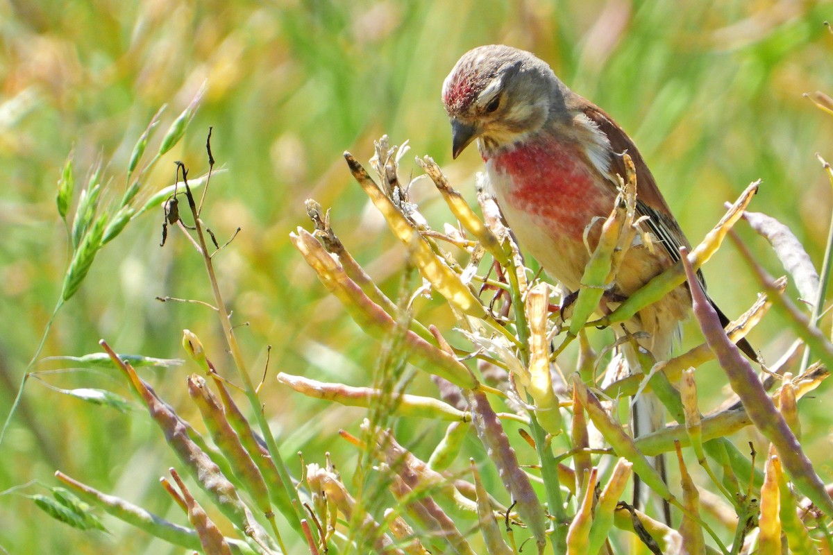 Eurasian Linnet - ML620211879