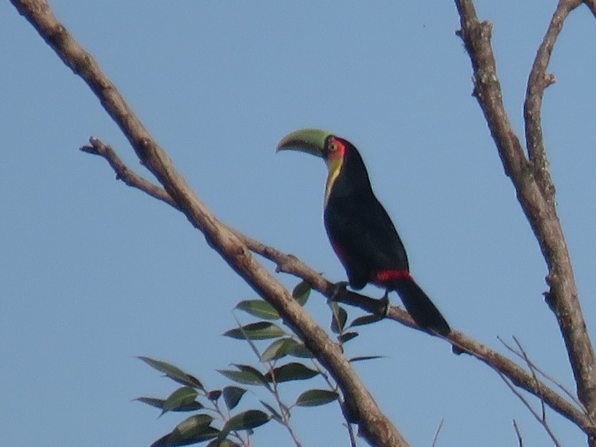 Red-breasted Toucan - ML620211884