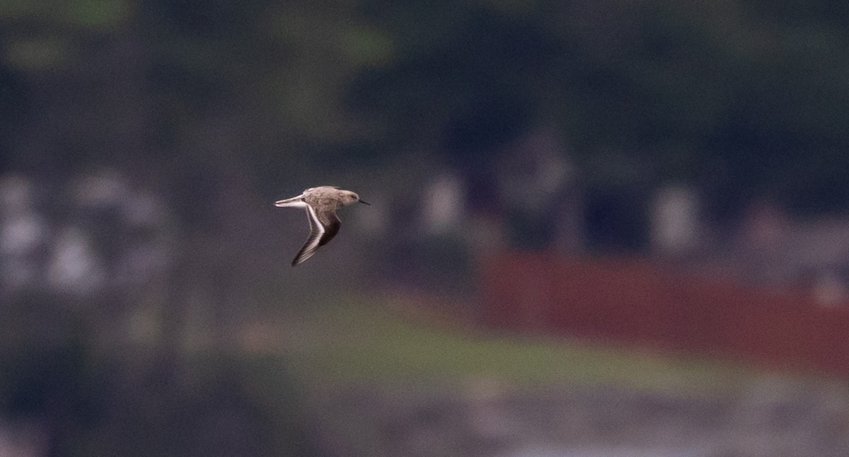 Bécasseau sanderling - ML620211886