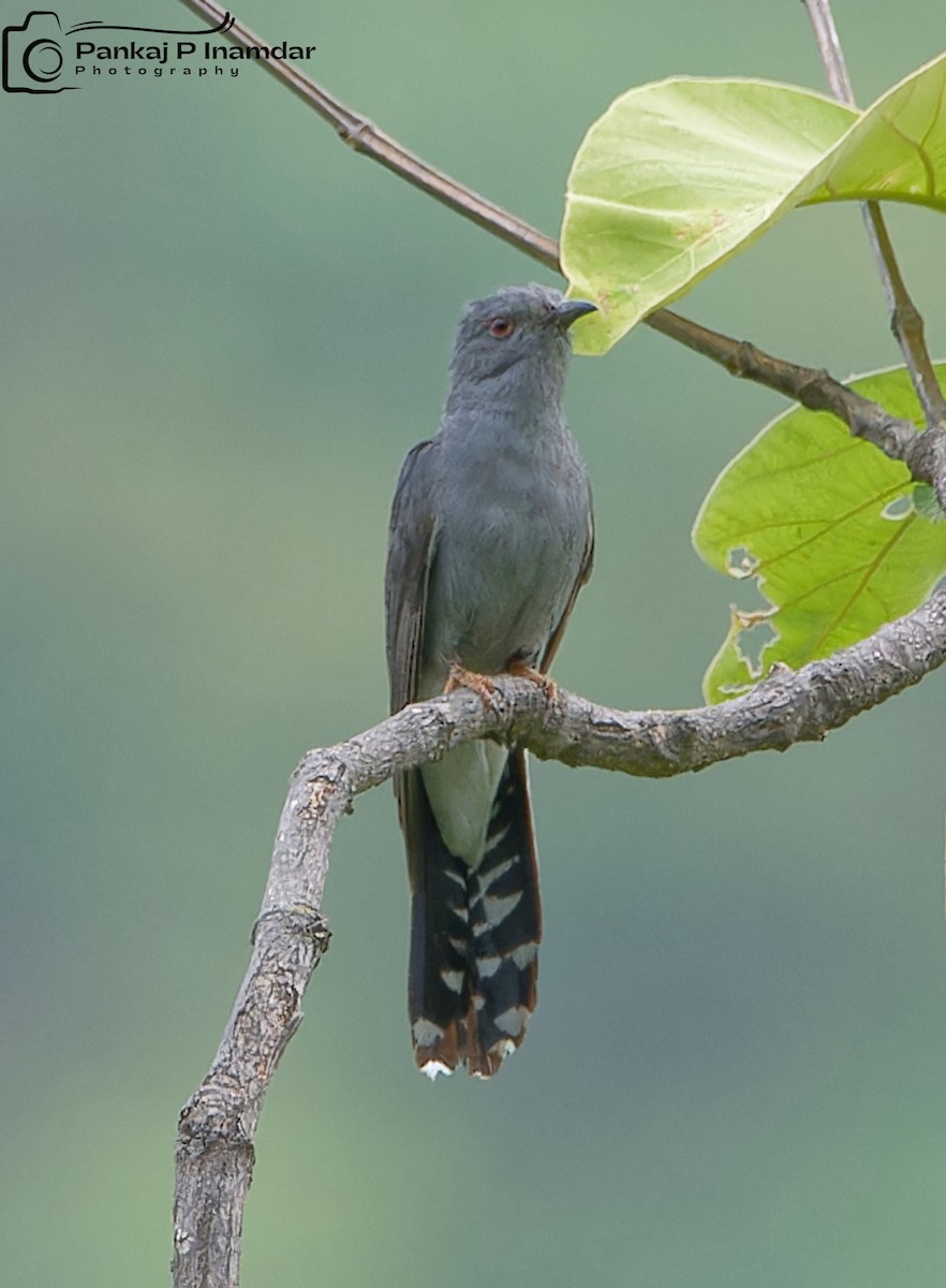 Gray-bellied Cuckoo - ML620211891