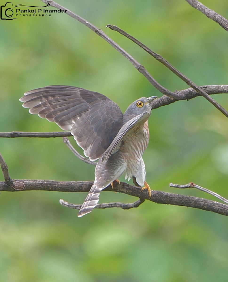 Common Hawk-Cuckoo - ML620211901