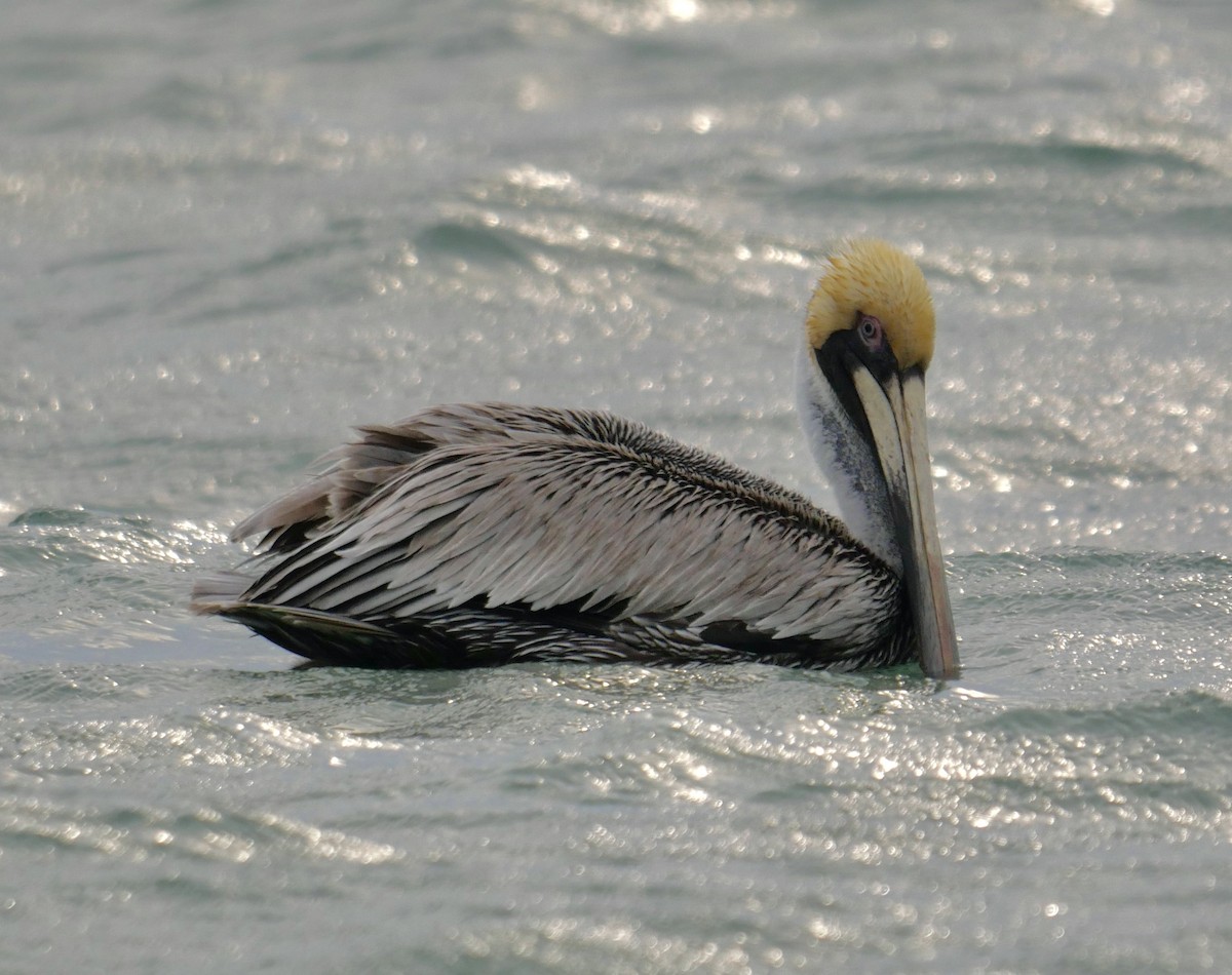 pelikán hnědý - ML620211902