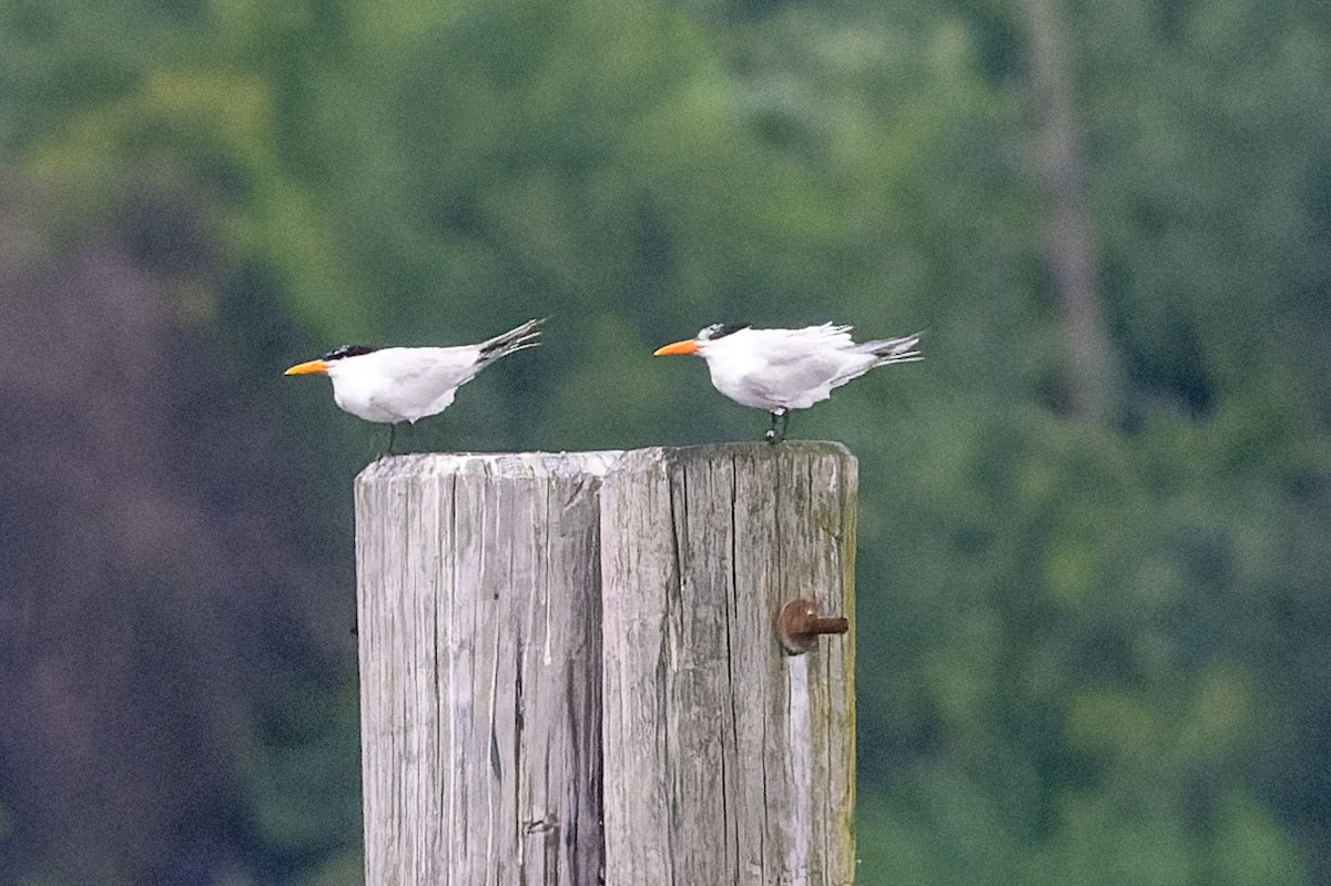 Royal Tern - ML620211904