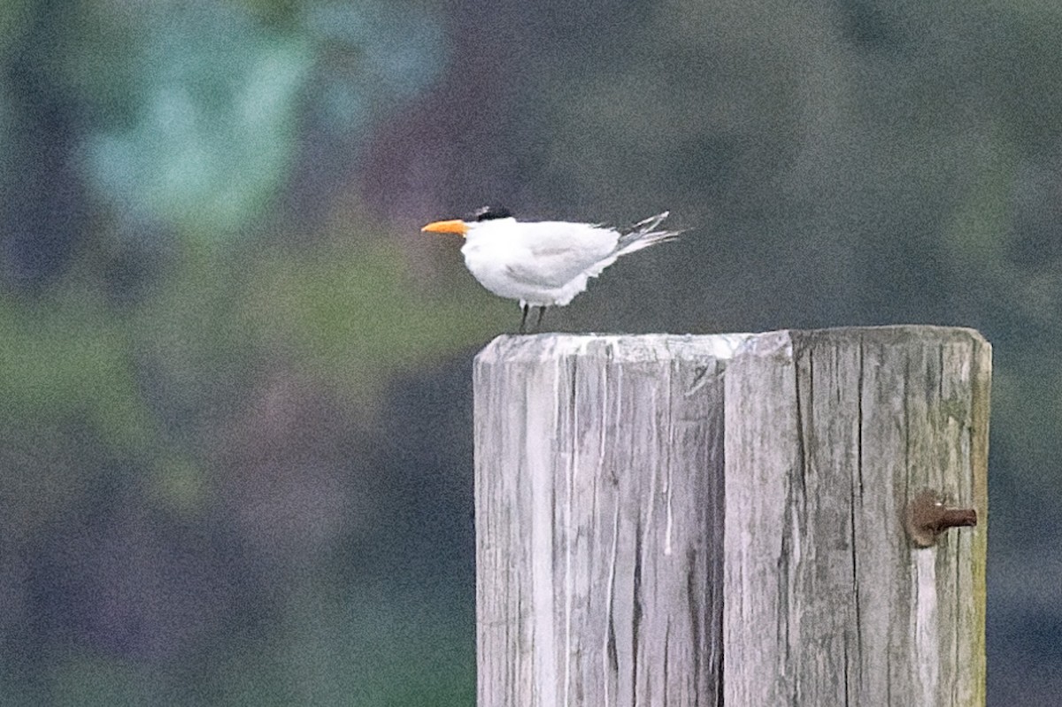 Royal Tern - ML620211905