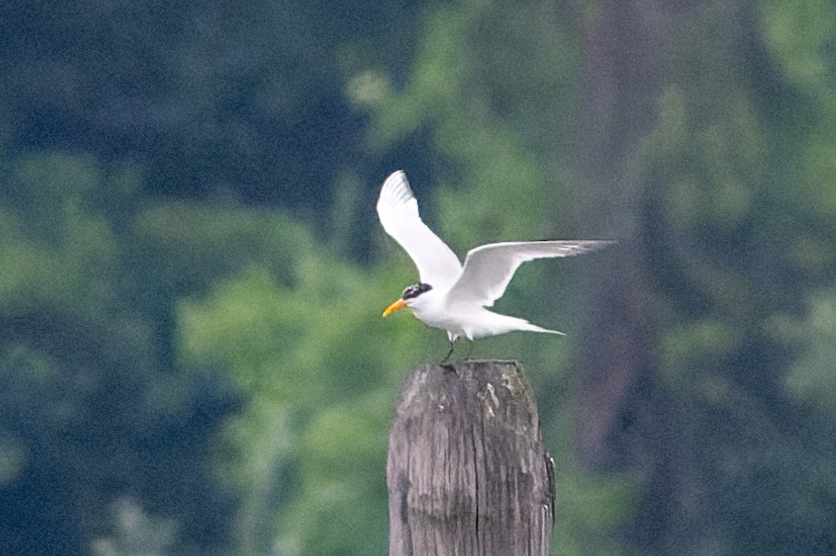 Royal Tern - ML620211906