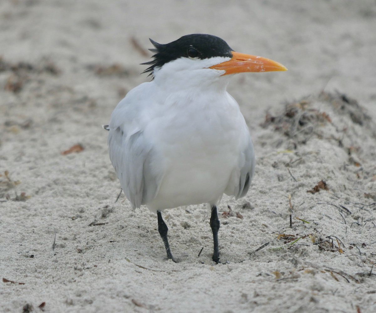 Royal Tern - ML620211909