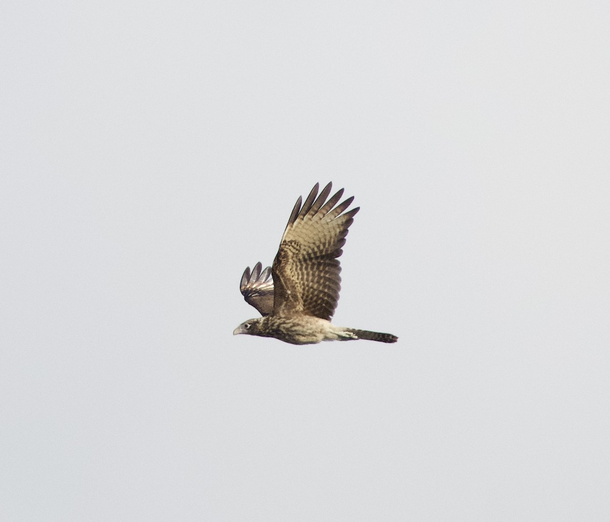 Caracara Chimachima - ML620211910