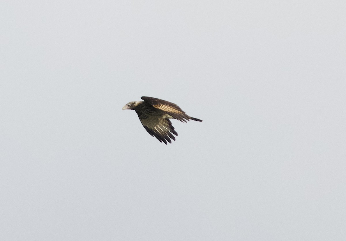 Caracara Chimachima - ML620211911