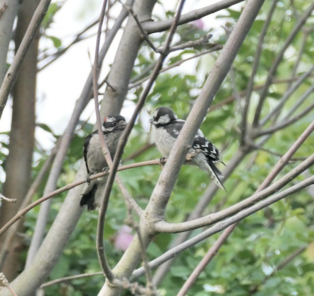 Downy Woodpecker - ML620211930